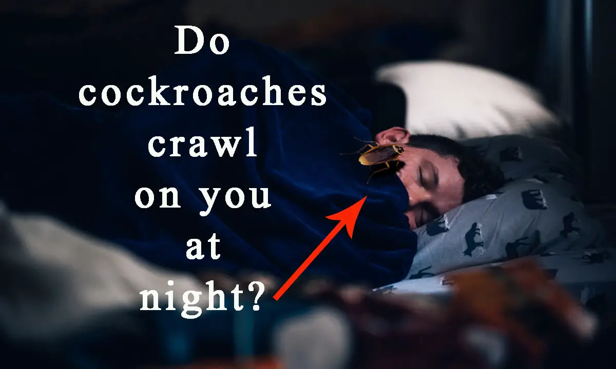 Do cockroaches crawl on you at night