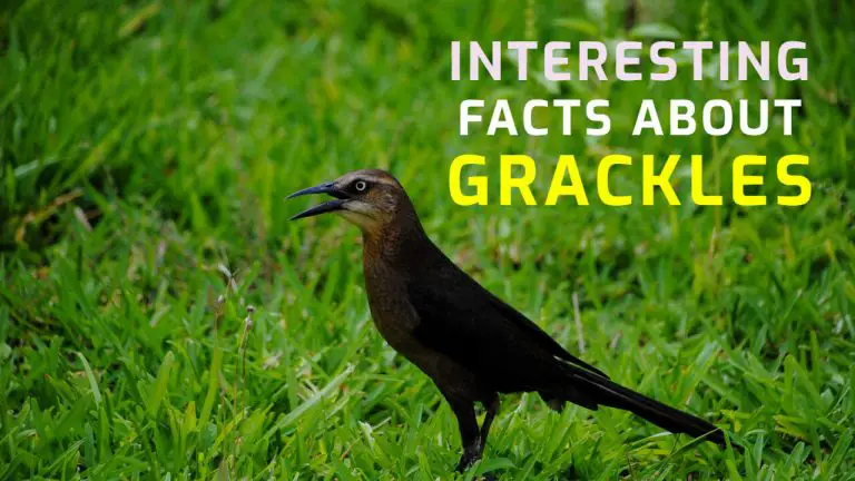 19 Facts About Grackles |  Starlings Vs Grackles Vs Blackbirds