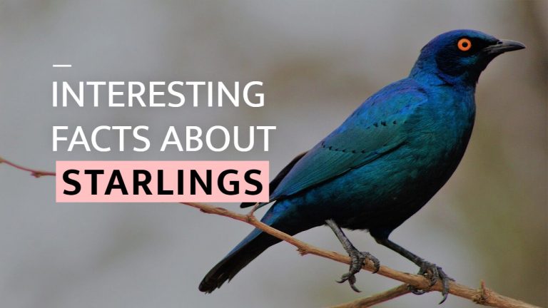 17 Facts About Starlings [Eating Habits, Starling Life Cycle & More]