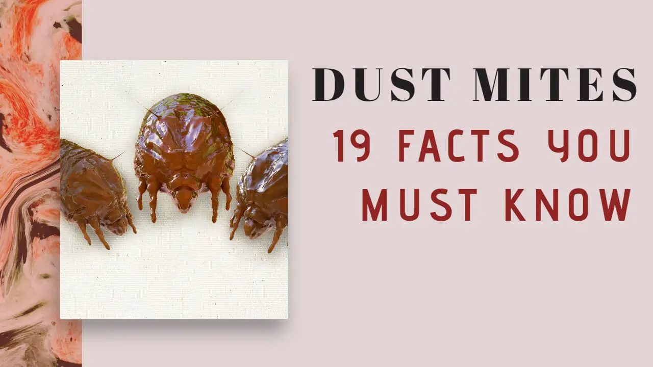19 Facts about Dust Mites