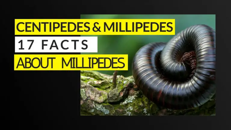 17 Facts about Millipedes & Centipedes | Millipedes vs Centipedes |