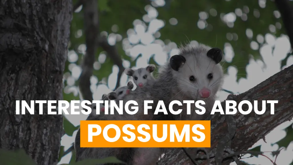 Facts about Possums