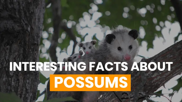 19 Facts About Possums [What Do They Eat, How Long Do They Live and More]