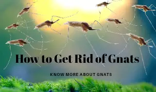 Types of Gnats| Gnat Bites | How to Get Rid of Gnats at Home?