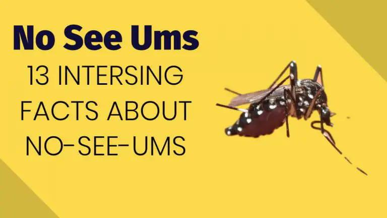 What are No See Ums? Learn 13 Interesting Facts about No-See-Ums