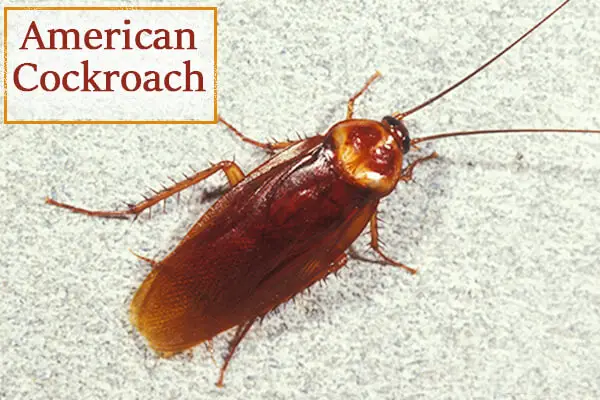 American Cockroaches