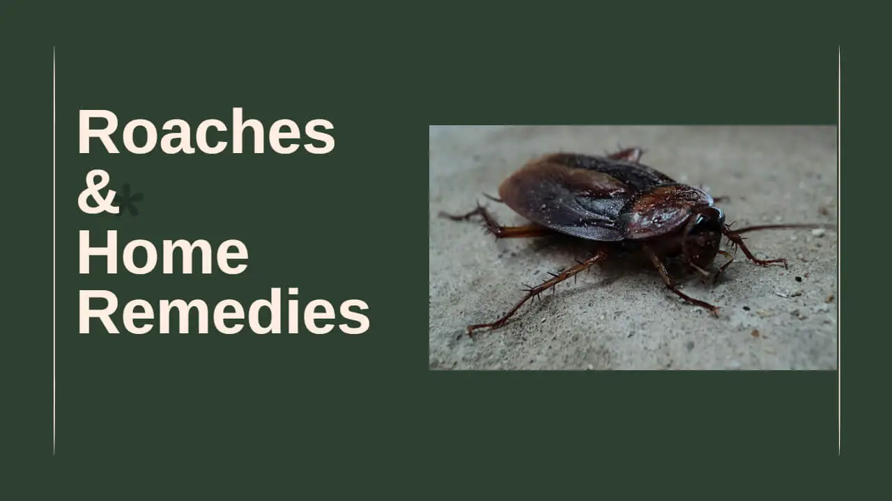 Types of Cockroaches | Home Remedies to Kill Roaches