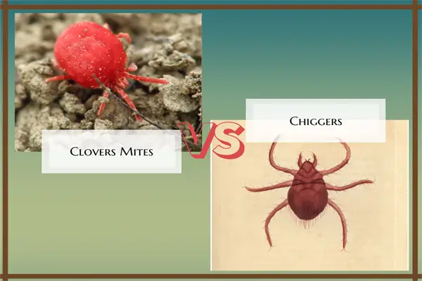 clover mites vs chiggers