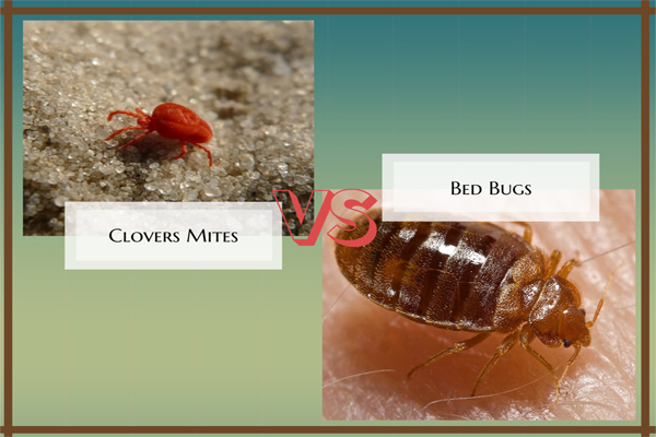 clover mites vs bed bugs
