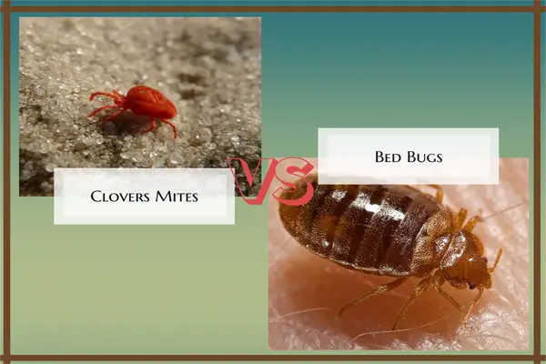 clover mites vs bed bugs