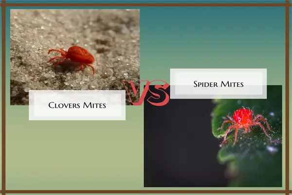 clover mites vs spider mites