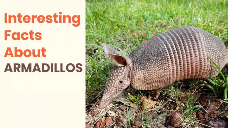 15 Facts About Armadillos [Life Cycle, Eating Habits and More]