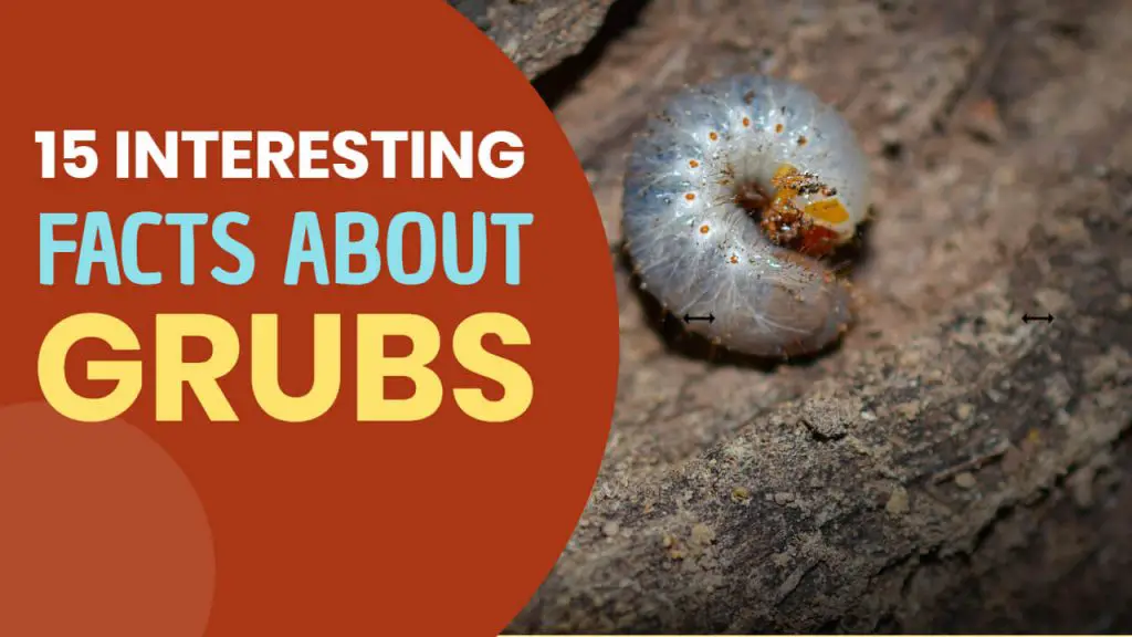 Interesting facts about Grubs