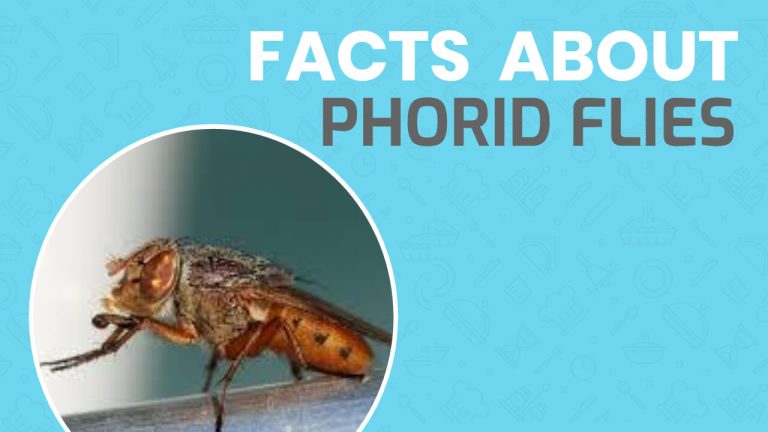 15 Facts About Phorid Flies | Phorid Flies Vs Drain Flies Vs Fruit lies