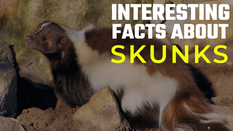 29 Facts About Skunks [Squirrel Vs Skunk Vs Raccoon]