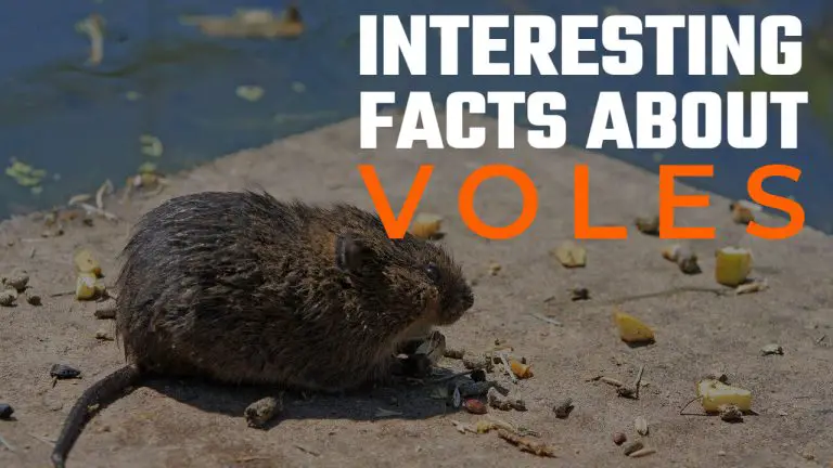 17 Facts About Voles | Moles Vs Voles Vs Gophers