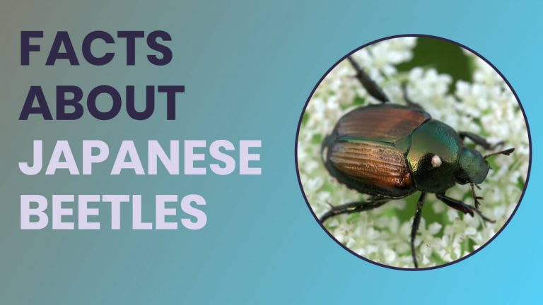 11 Facts About Japanese Beetles [Ladybug Vs Japanese Beetles Vs Dogbane Beetles]
