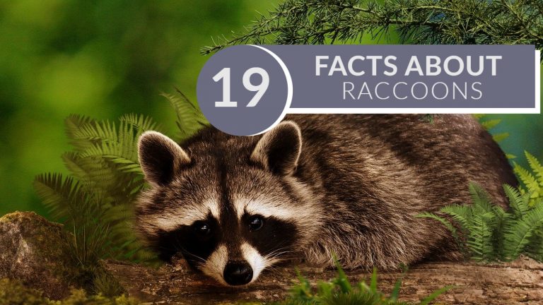 19 Interesting Facts About Raccoons | Opossum Vs  Raccoon Vs Badger