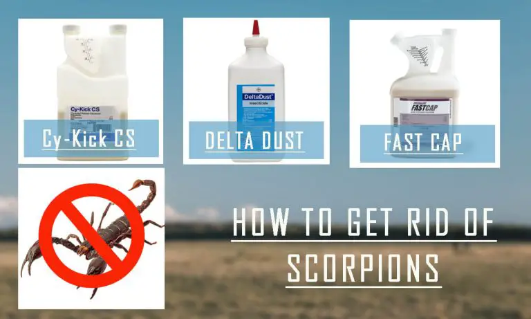 How to Get rid of Scorpions? Top 5 Scorpion Repellents & Buyer Guide