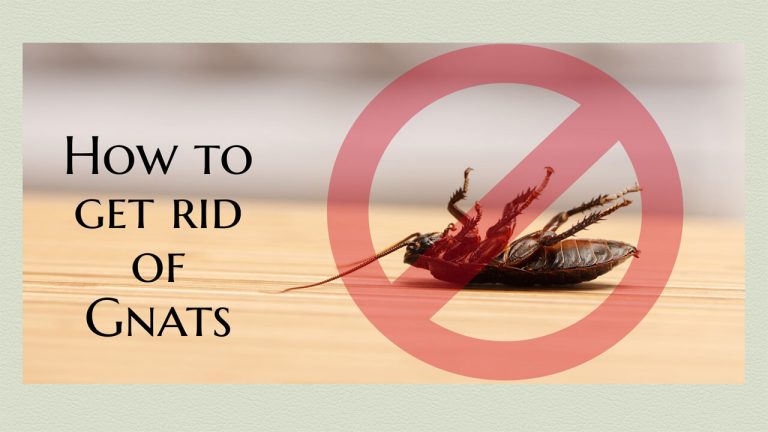 Best Gnat Repellent | Top 4 Repellents to Get Rid of Gnats