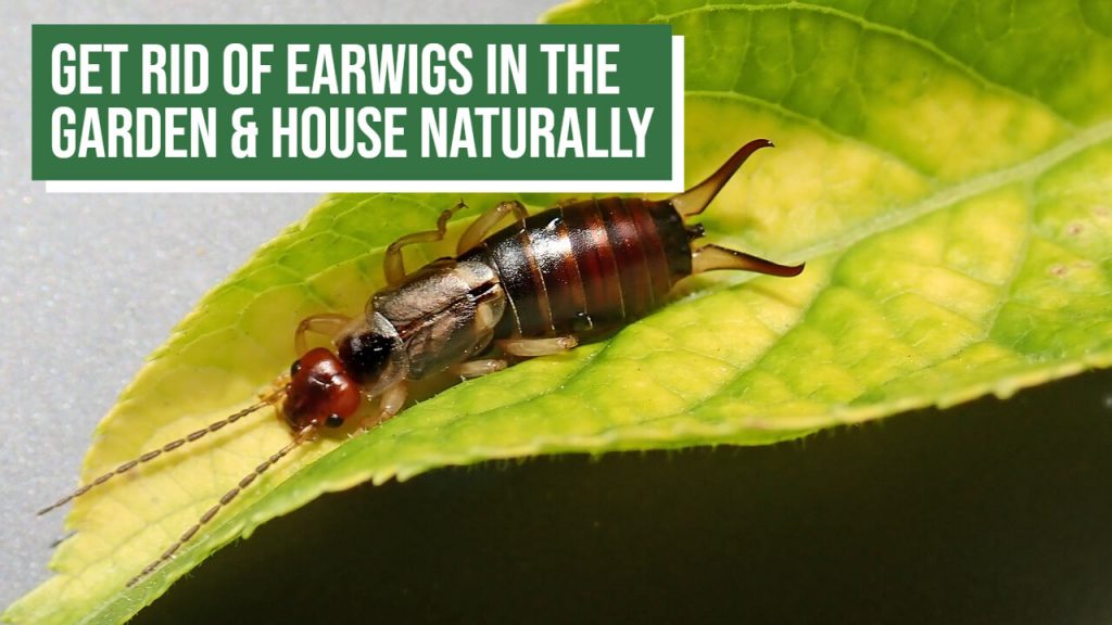 Natural Ways to Get rid of Earwigs