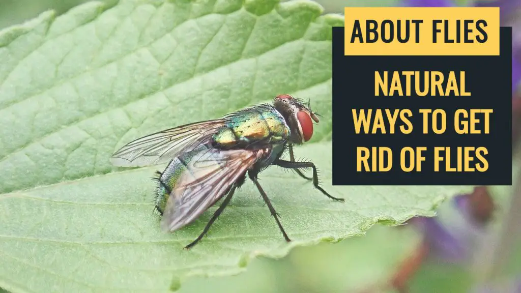 How to get rid of flies naturally