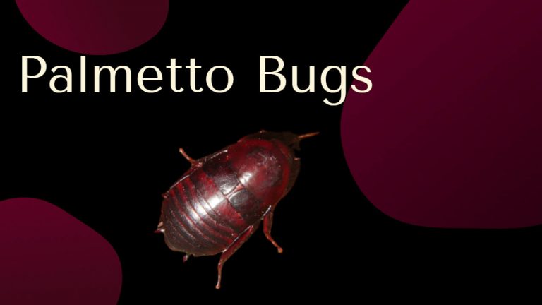 Palmetto Bug vs Cockroach | Home Remedies for Palmetto Bugs