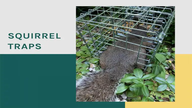 Best Squirrel Trap | Top 5 Squirrel Traps [Review & User Feedback]