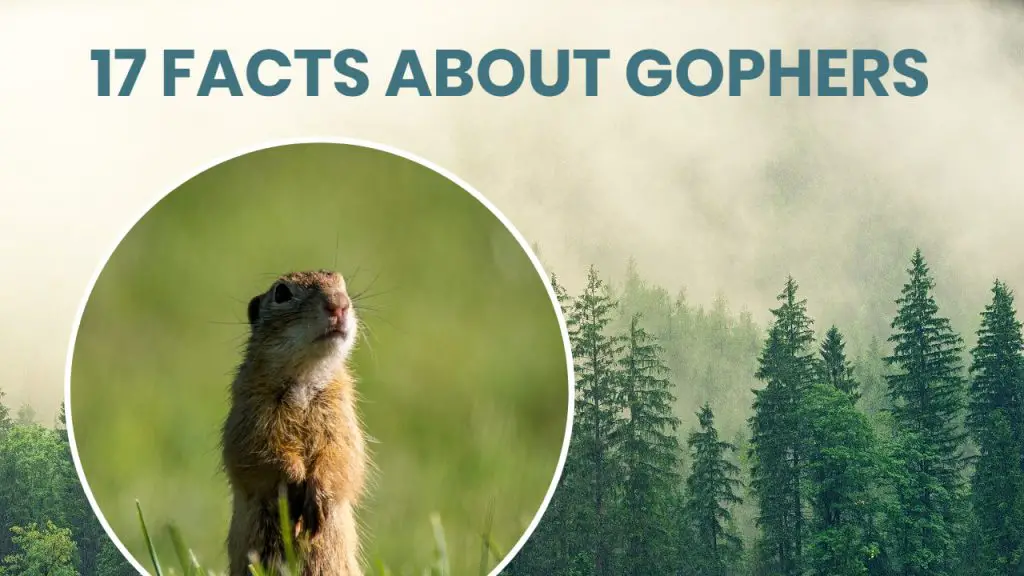 about gophers - 17 facts