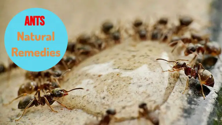Types of Ants | How to get rid of Ants Naturally | DIY Ant Repellents