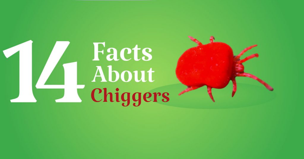 about chiggers - 14 facts