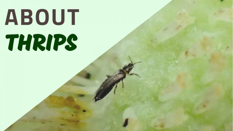 About Thrips | Life Cycle of Thrips & 11 Interesting Facts about Thrips