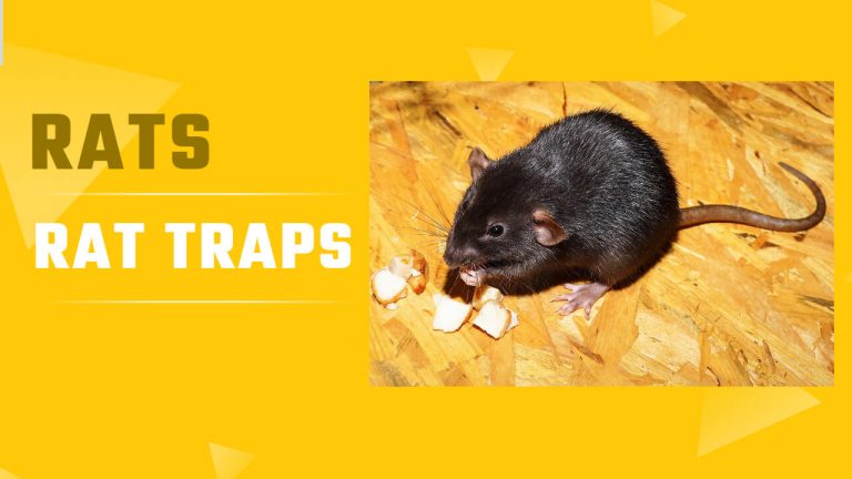 Signs of Rats | How to Catch Rats | Homemade Rat Traps