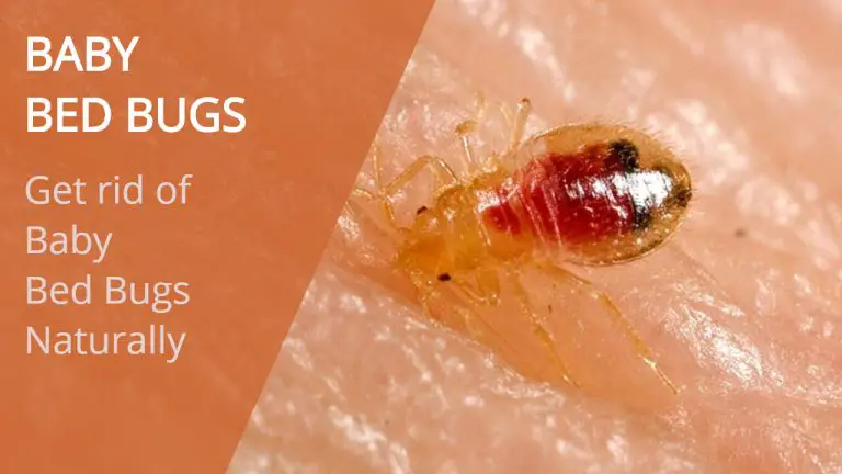 About Baby Bed Bugs | Home Remedies to Get rid of Baby Bed Bugs