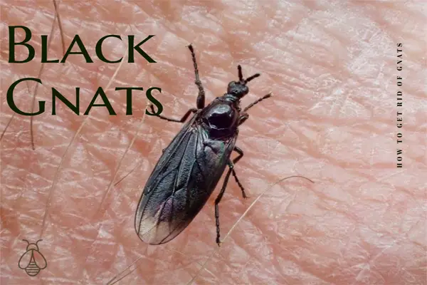 Black Gnats