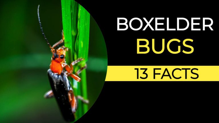 Boxelder Bug Habitat | 13 Facts about Boxelder Bugs