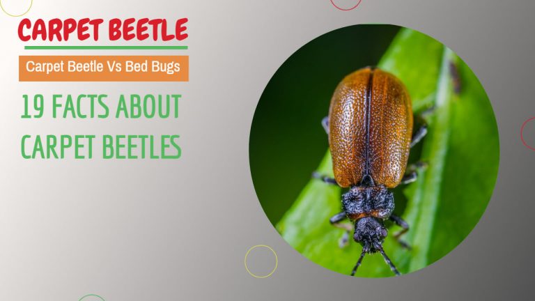 About Carpet Beetles | Types of Carpet Beetles | Carpet beetles vs Bed bugs