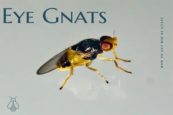 Eye Gnats