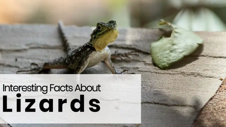 23 Facts About Lizards [Life Cycle, Eating Habits and More]