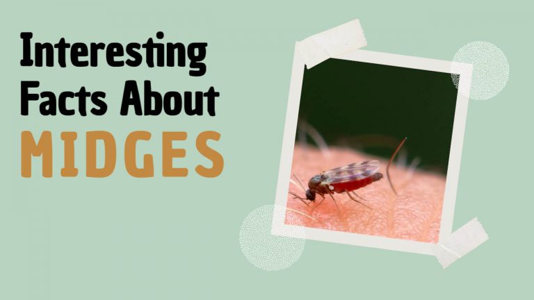 17 Facts About Midges & Lifecycle [Midges Vs Mosquitoes]