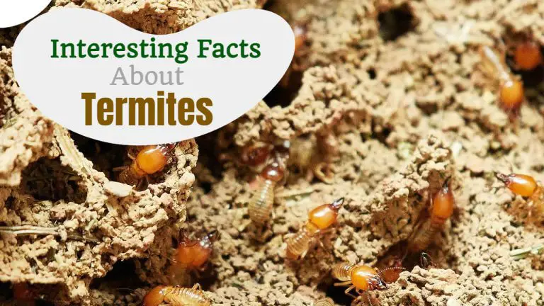 29 Interesting Facts About Termites [Mites Vs Termites Vs ants]