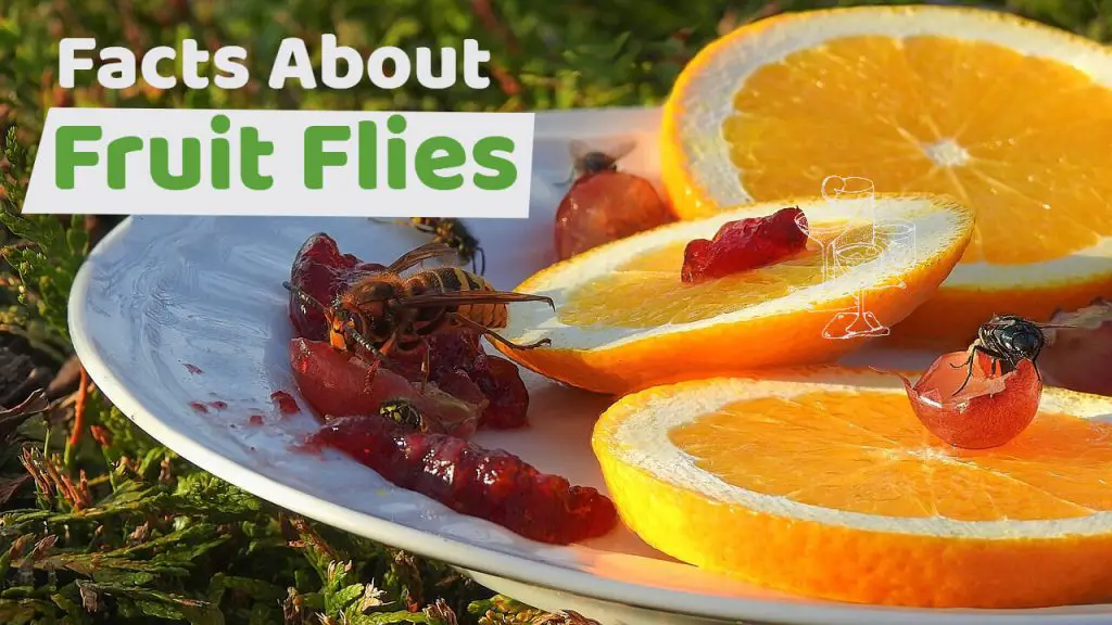 interesting facts about fruit flies