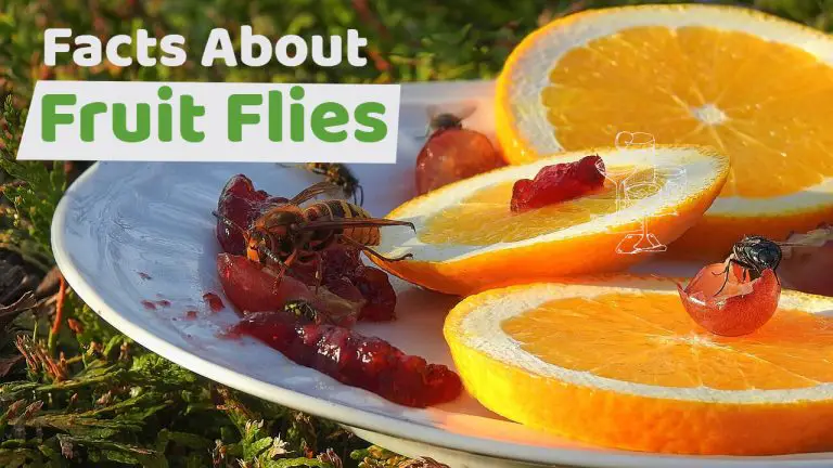 11 Interesting Facts About Fruit Flies [Gnats Vs Fruit Flies]