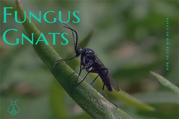 Fungus Gnats