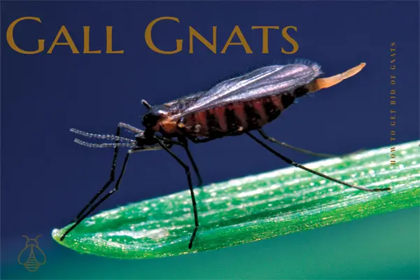 Gall gnats