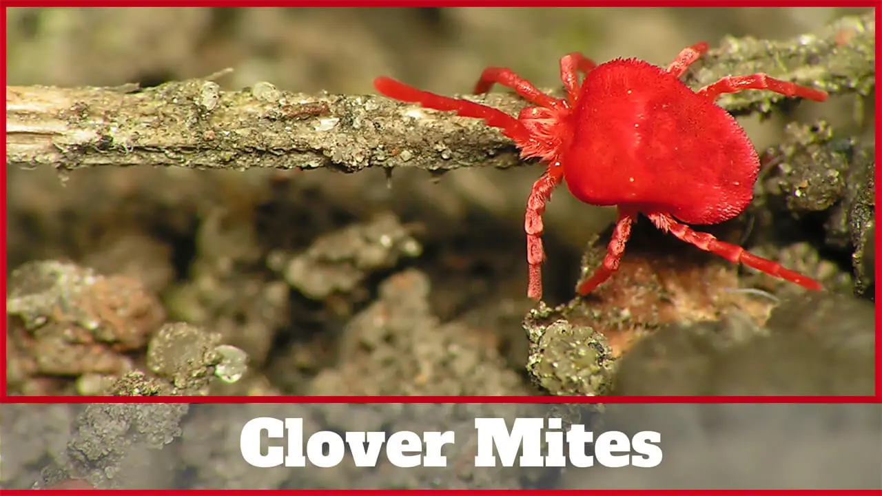 how to get rid of clover mites