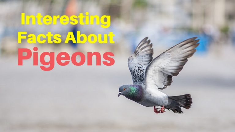 20 Facts About Pigeons | What Do They Eat? How Long Do They Live?