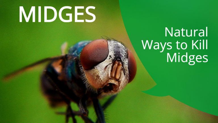 9 Natural Ways to Get rid of Midges [Homemade Midge Repellent & Sticky Trap]
