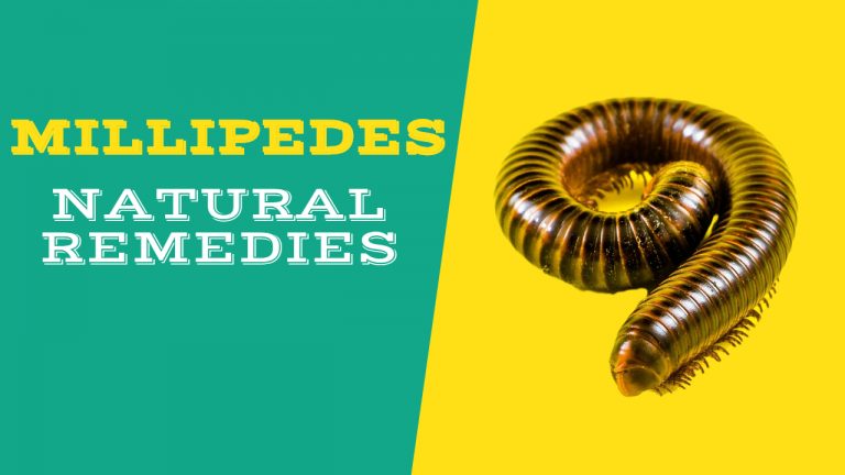 14 Effective Ways to Get rid of Millipedes & Centipedes Naturally