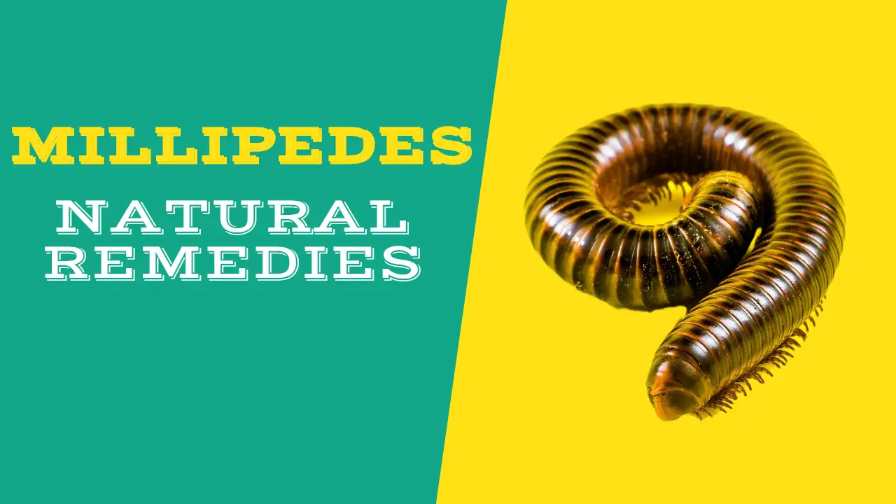 How to Get rid of Millipedes & Centipedes Naturally